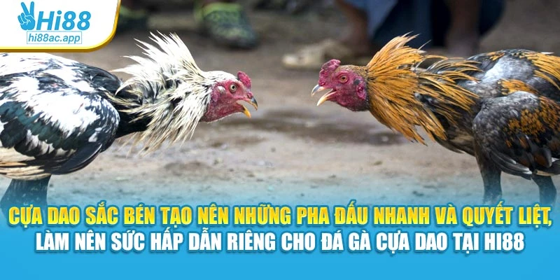 Đá Gà Cựa Sắt Hi88 – Mỗi Trận Đấu Là Một Pha Cân Não 2 Cựa dao sắc bén tạo nên những pha đấu nhanh và quyết liệt, làm nên sức hấp dẫn riêng cho đá gà cựa dao tại Hi88