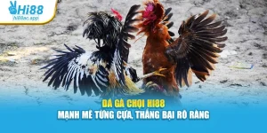 Đá Gà Chọi Hi88 – Mạnh Mẽ Từng Cựa, Thắng Bại Rõ Ràng