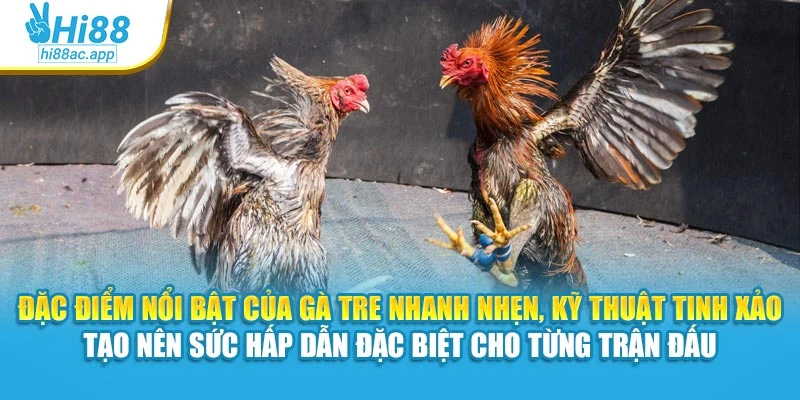 Đặc điểm nổi bật của gà tre nhanh nhẹn, kỹ thuật tinh xảo tạo nên sức hấp dẫn đặc biệt cho từng trận đấu