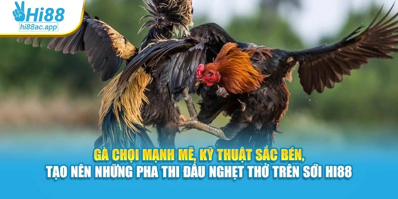 Gà chọi mạnh mẽ, kỹ thuật sắc bén, tạo nên những pha thi đấu nghẹt thở trên sới Hi88