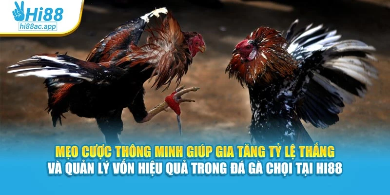 Mẹo cược thông minh giúp gia tăng tỷ lệ thắng và quản lý vốn hiệu quả trong đá gà chọi tại Hi88