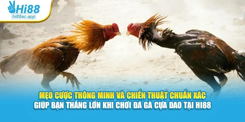 Đá Gà Cựa Sắt Hi88 – Mỗi Trận Đấu Là Một Pha Cân Não 4 Mẹo cược thông minh và chiến thuật chuẩn xác giúp bạn thắng lớn khi chơi đá gà cựa dao tại Hi88