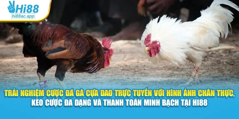 Đá Gà Cựa Sắt Hi88 – Mỗi Trận Đấu Là Một Pha Cân Não 3 Trải nghiệm cược đá gà cựa dao trực tuyến với hình ảnh chân thực, kèo cược đa dạng và thanh toán minh bạch tại Hi88